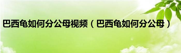 巴西龟如何分公母视频（巴西龟如何分公母）