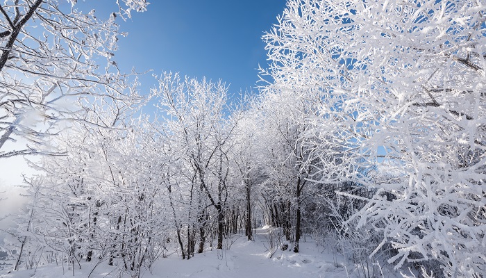 梦见下大雪是什么征兆 女性 