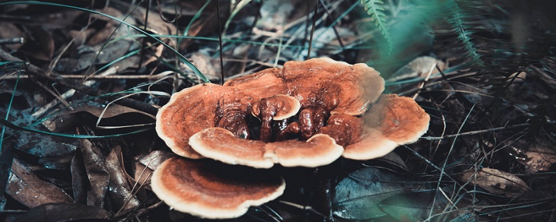 梦见雨天捡灵芝 