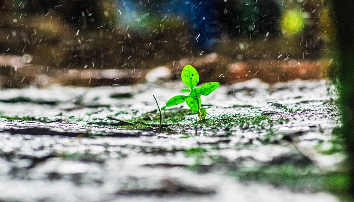 女人梦见下雨路上全是水 