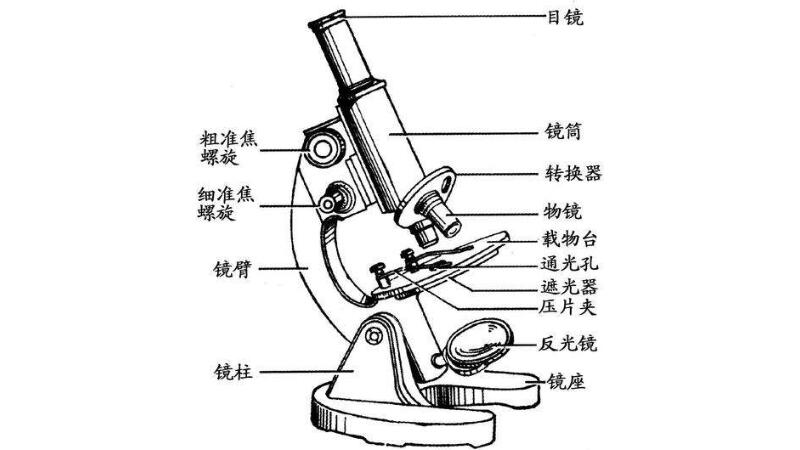 电子显微镜和光学显微镜区别 