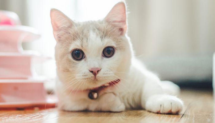 女人梦见蛇和猫预示着什么 