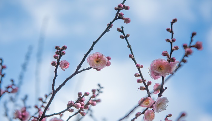 梦见洋槐花是什么意思 