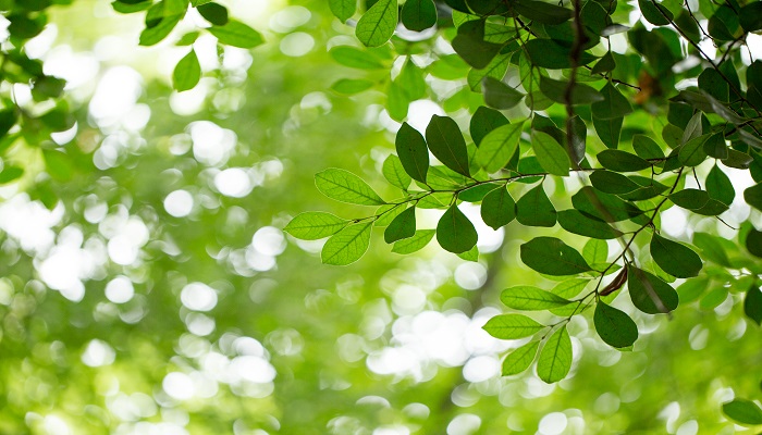 梦到绿色植物很旺盛什么意思 