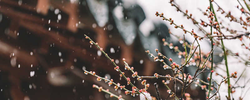 女人梦见地上一层薄薄的雪 