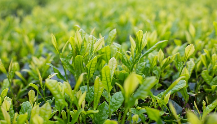 梦到绿色植物很旺盛什么意思 