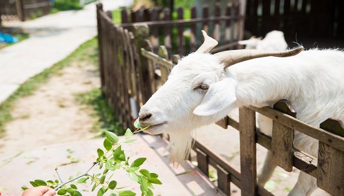 梦见杀羊是什么意思 