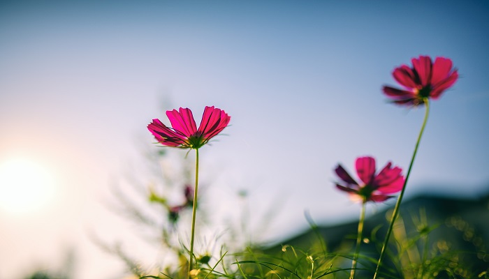 梦见摘鲜花是什么预兆 