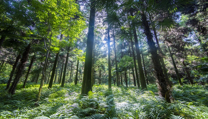 梦见栽树是什么意思 