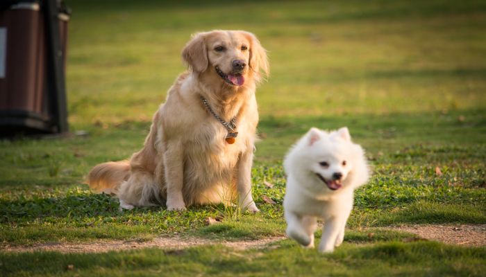 孕妇梦见狗把自己咬出血是什么意思 