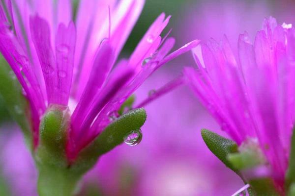 松叶菊不开花怎么办 松叶菊繁殖方法（扦插）