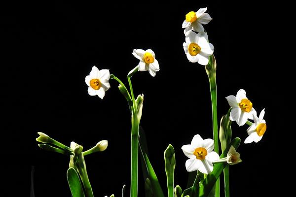 关于水仙花的诗歌（诗句）有哪些 水仙花的花语