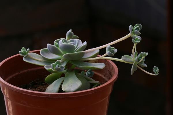 多肉植物开花吗 哪些多肉会开花