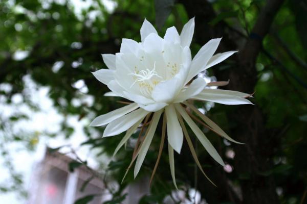 昙花叶子干了怎么办 昙花怎么正确浇水