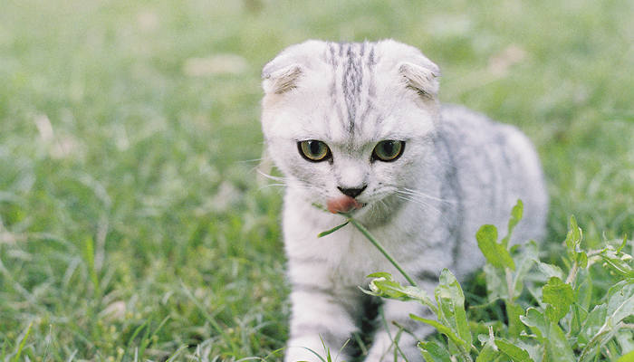 女人梦见驱赶猫讨厌猫 