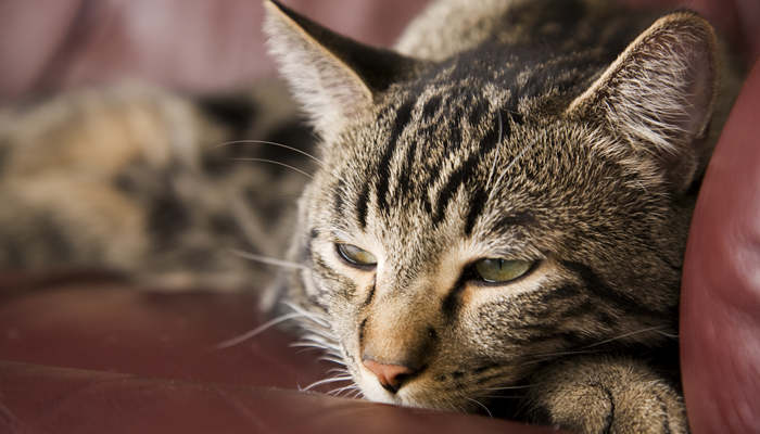 梦见打死猫有什么预兆 