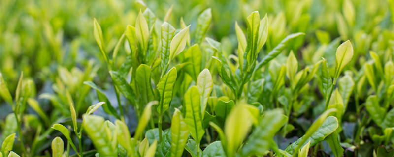 梦见植物长的茂盛 