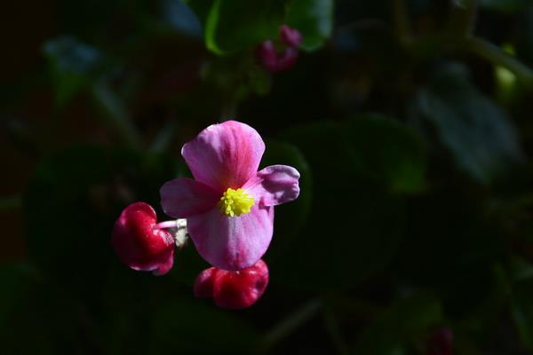 四季海棠什么时候开花(几月、开多久)  四季海棠掉花怎们办