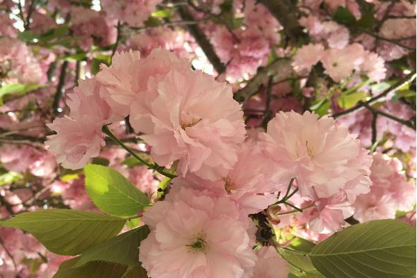 樱花和樱桃的区别是什么  樱花的品种