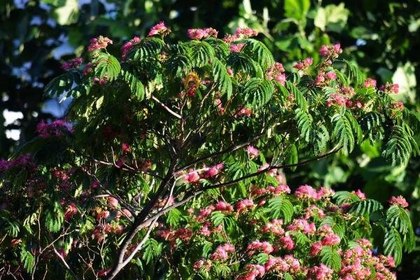 合欢花为什么叫苦情花、鬼树 合欢花植物特征