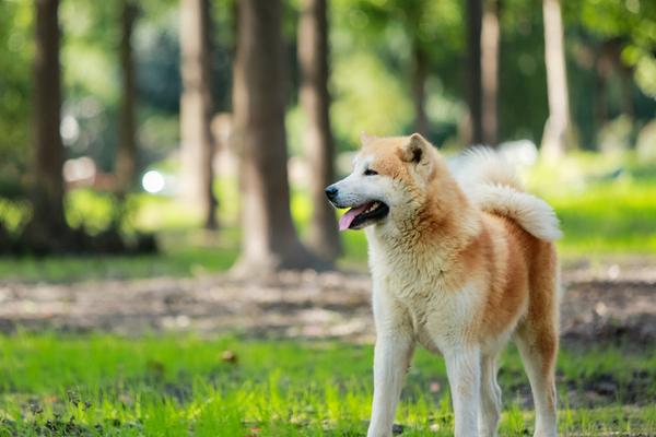 秋田犬聪明吗 秋田犬能长多大