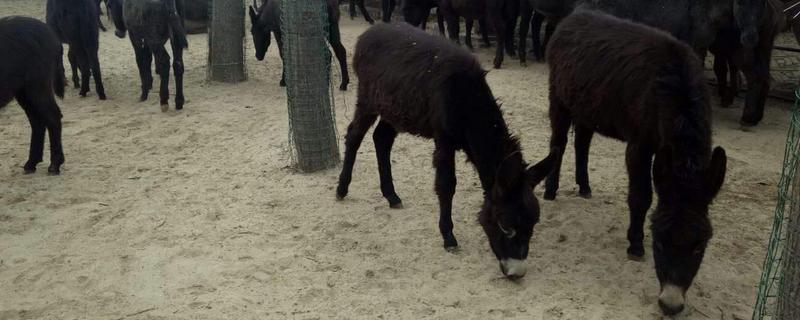 养10头肉驴一年的利润有多少 肉驴养殖利润分析