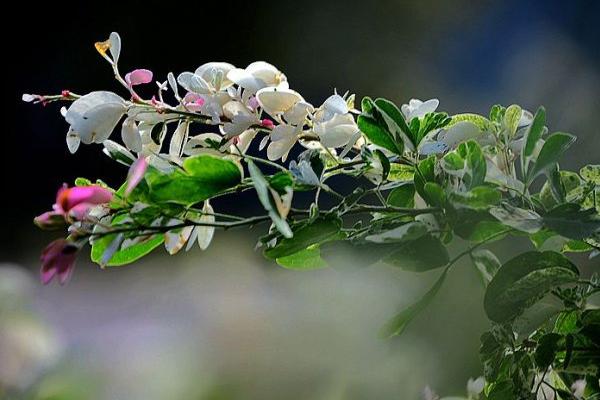 花叶络石怎么修剪枝叶好看 花叶络石常见病害防治