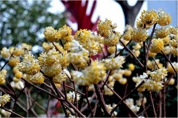 结香花有毒吗 结香花能放在室内卧室吗