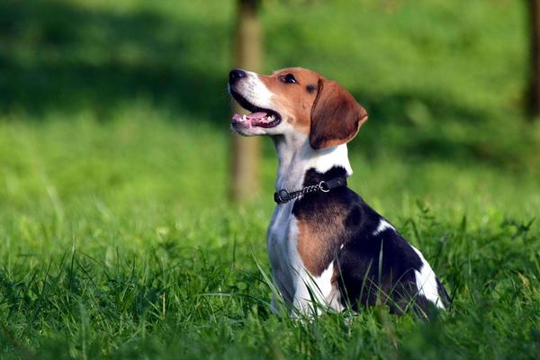 比格犬智商排多少名 比格犬怎么看纯不纯