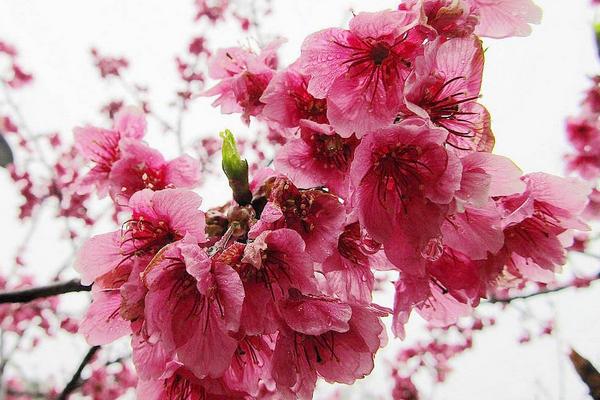 樱花像什么 樱花原产地在哪里