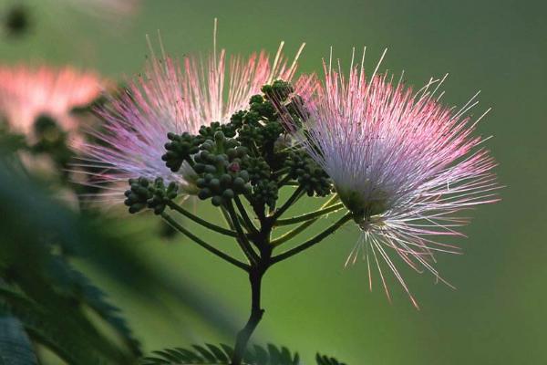 合欢花为什么叫苦情花、鬼树 合欢花植物特征