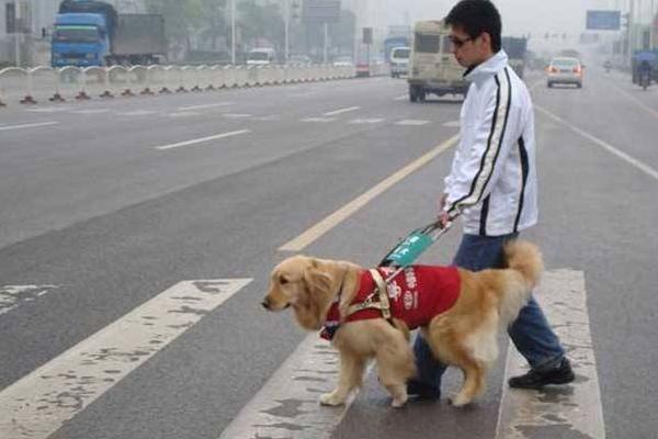 导盲犬怎么训练出来的 导盲犬为什么不能生育