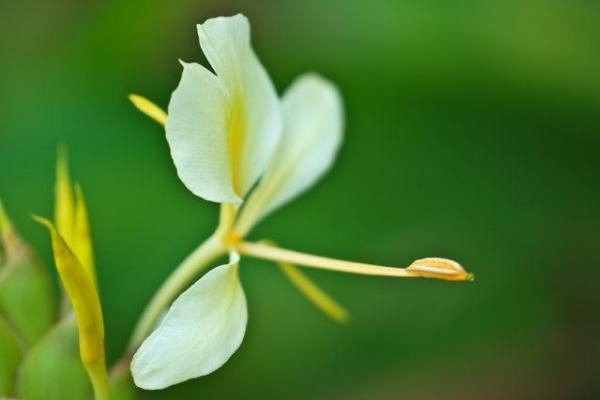 黄姜花有毒吗 黄姜花的根能吃吗