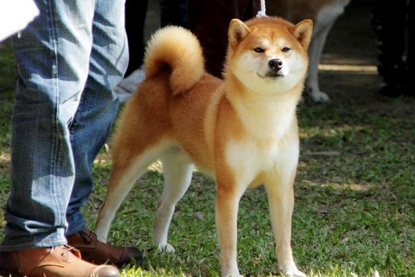 为什么养秋田犬的人少 秋田犬为什么禁养