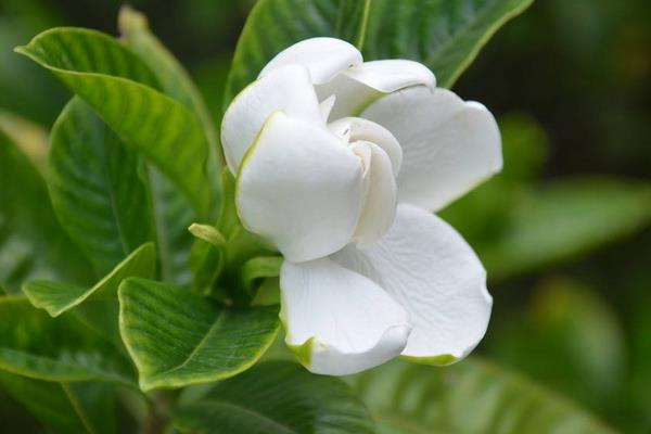 狗牙花和栀子花的区别是什么  狗牙花的养殖方法