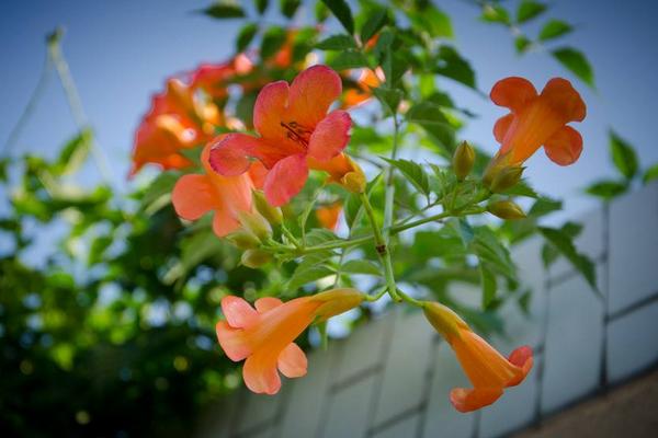 凌霄花为什么叫堕胎花 凌霄花有毒吗