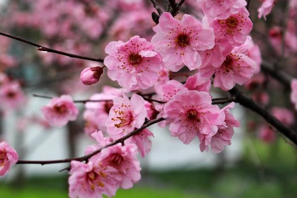 梅花和腊梅的区别是什么 梅花的品种