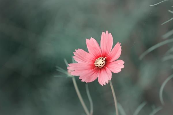 波斯菊是格桑花吗 波斯菊和格桑花的区别是什么