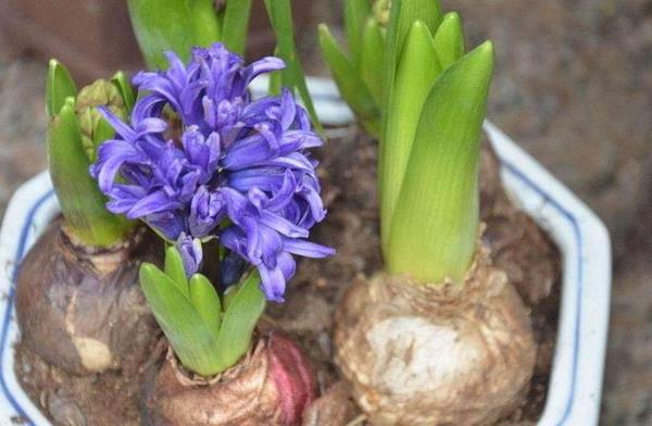 风信子什么时候开花 风信子花期是几月