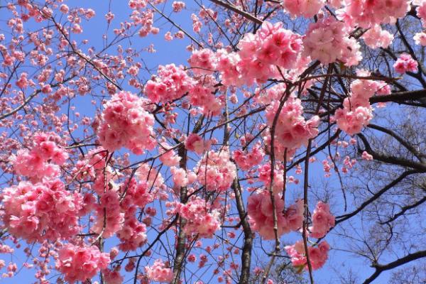 樱花什么时候开（什么季节、几月） 樱花是什么颜色的