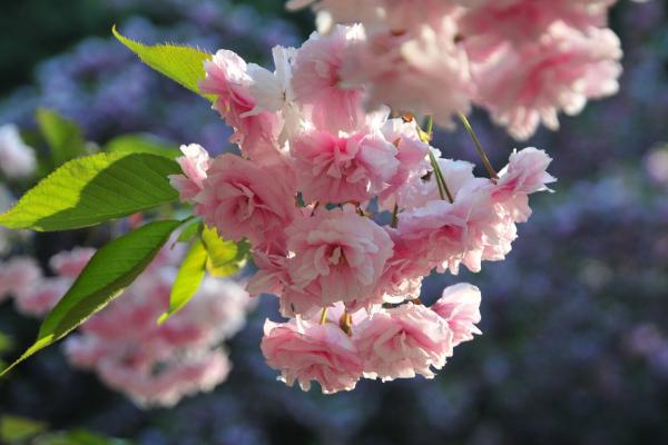 樱花什么时候开（什么季节、几月） 樱花是什么颜色的