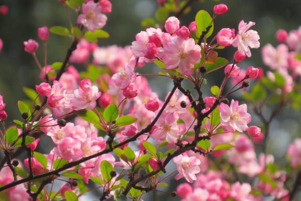 樱花和樱桃的区别是什么  樱花的品种