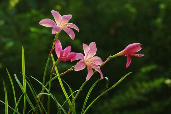 韭菜莲为什么叫风雨花 韭菜莲繁殖方法