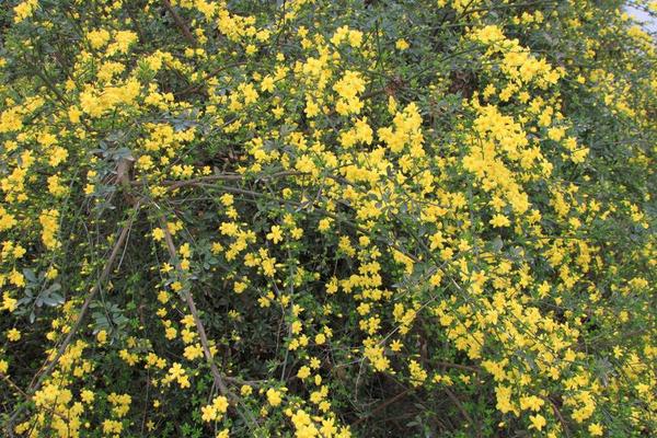 迎春花怎么浇水（多久浇一次） 迎春花叶子发黄怎么办