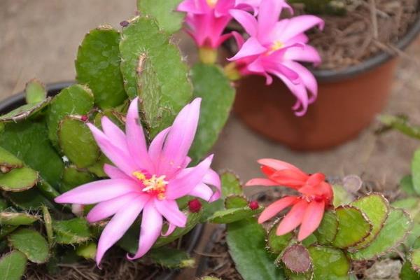 假昙花什么时候开花（怎么让它开花） 假昙花一年开几次花