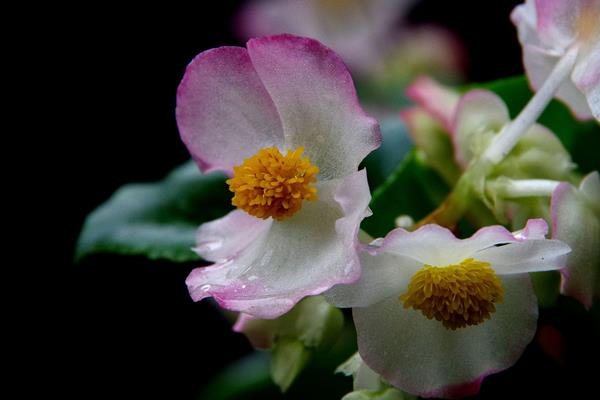 四季海棠什么时候开花(几月、开多久)  四季海棠掉花怎们办