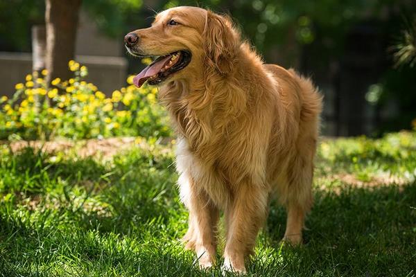 金毛犬哪个色系最贵 金毛犬吃什么狗粮最好