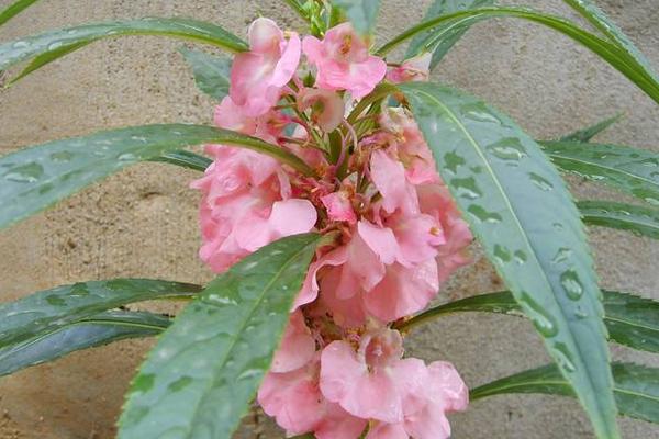 凤仙花治疗灰指甲吗 凤仙花药用价值