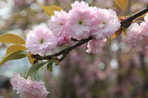 樱花和桃花的区别是什么（图解） 樱花怎么种