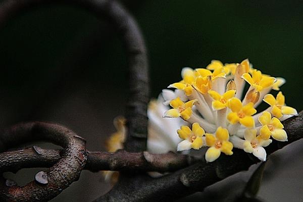 结香花与绿萝花的区别是什么  结香花有什么用